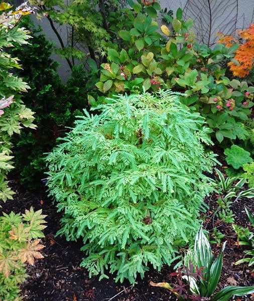 - Metasequoia glyptostroboides 'Schirrmann's Nordlicht' Variegated Dwarf Dawn Redwood - Mr Maple │ Buy Japanese Maple Trees