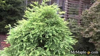 - Metasequoia glyptostroboides 'Schirrmann's Nordlicht' Variegated Dwarf Dawn Redwood - Mr Maple │ Buy Japanese Maple Trees