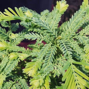 - Metasequoia glyptostroboides 'Schirrmann's Nordlicht' Variegated Dwarf Dawn Redwood - Mr Maple │ Buy Japanese Maple Trees