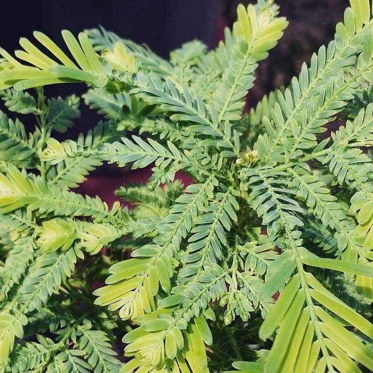 - Metasequoia glyptostroboides 'Schirrmann's Nordlicht' Variegated Dwarf Dawn Redwood - Mr Maple │ Buy Japanese Maple Trees