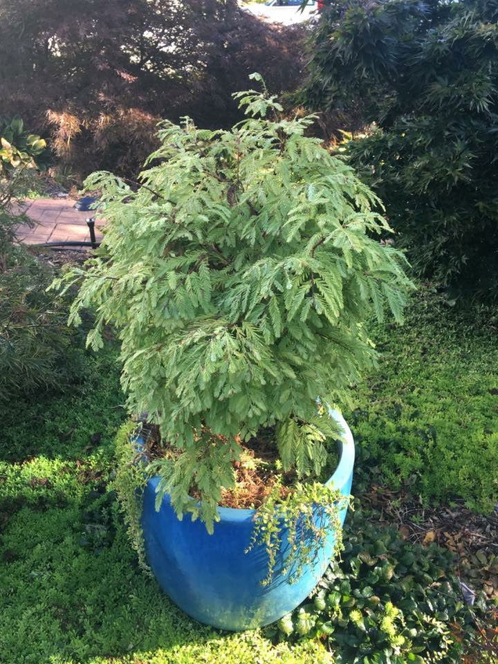 - Metasequoia glyptostroboides 'Schirrmann's Nordlicht' Variegated Dwarf Dawn Redwood - Mr Maple │ Buy Japanese Maple Trees