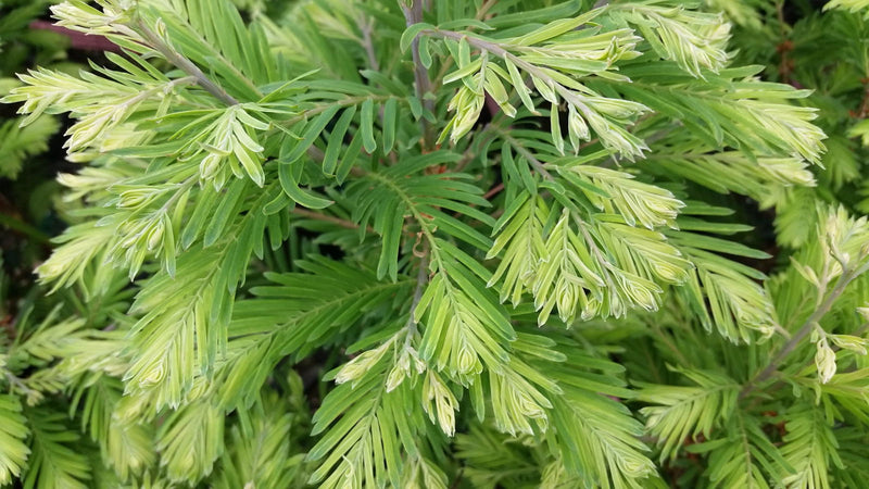 - Metasequoia glyptostroboides 'Schirrmann's Nordlicht' Variegated Dwarf Dawn Redwood - Mr Maple │ Buy Japanese Maple Trees
