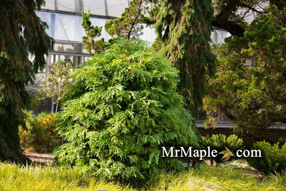 Buy Metasequoia glyptostroboides 'Schirrmann's Nordlicht
