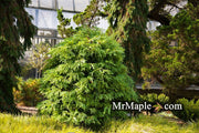 - Metasequoia glyptostroboides 'Schirrmann's Nordlicht' Variegated Dwarf Dawn Redwood - Mr Maple │ Buy Japanese Maple Trees
