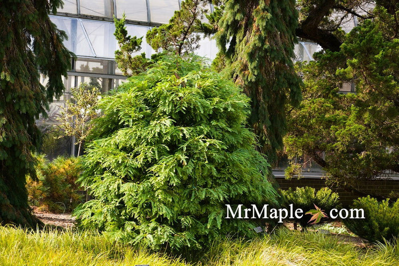 - Metasequoia glyptostroboides 'Schirrmann's Nordlicht' Variegated Dwarf Dawn Redwood - Mr Maple │ Buy Japanese Maple Trees