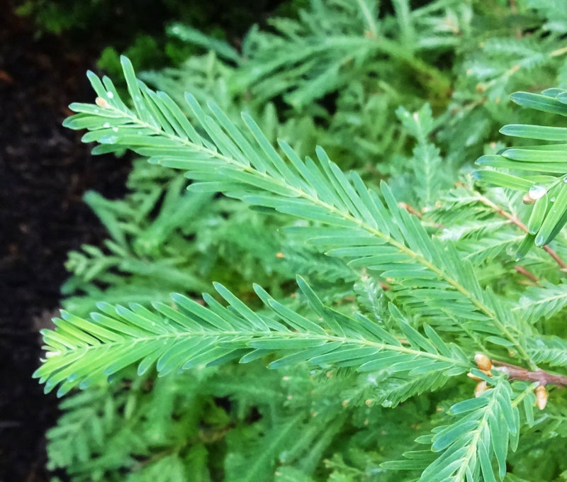 - Metasequoia glyptostroboides 'Schirrmann's Nordlicht' Variegated Dwarf Dawn Redwood - Mr Maple │ Buy Japanese Maple Trees