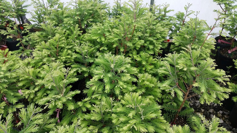 - Metasequoia glyptostroboides 'Schirrmann's Nordlicht' Variegated Dwarf Dawn Redwood - Mr Maple │ Buy Japanese Maple Trees