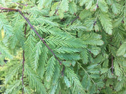 - Metasequoia glyptostroboides 'Schirrmann's Nordlicht' Variegated Dwarf Dawn Redwood - Mr Maple │ Buy Japanese Maple Trees