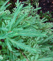 - Metasequoia glyptostroboides 'Schirrmann's Nordlicht' Variegated Dwarf Dawn Redwood - Mr Maple │ Buy Japanese Maple Trees