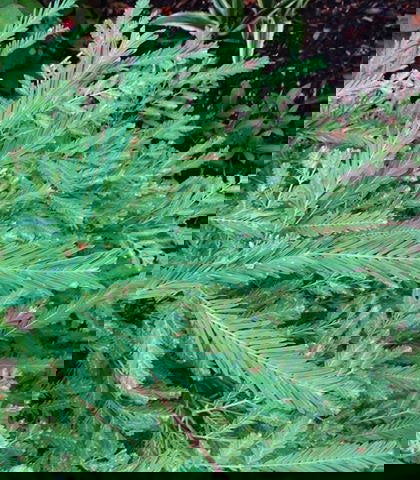 - Metasequoia glyptostroboides 'Schirrmann's Nordlicht' Variegated Dwarf Dawn Redwood - Mr Maple │ Buy Japanese Maple Trees