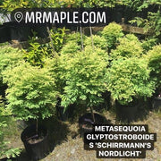 - Metasequoia glyptostroboides 'Schirrmann's Nordlicht' Variegated Dwarf Dawn Redwood - Mr Maple │ Buy Japanese Maple Trees