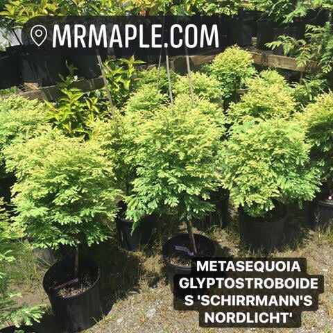 - Metasequoia glyptostroboides 'Schirrmann's Nordlicht' Variegated Dwarf Dawn Redwood - Mr Maple │ Buy Japanese Maple Trees