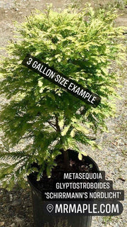 - Metasequoia glyptostroboides 'Schirrmann's Nordlicht' Variegated Dwarf Dawn Redwood - Mr Maple │ Buy Japanese Maple Trees