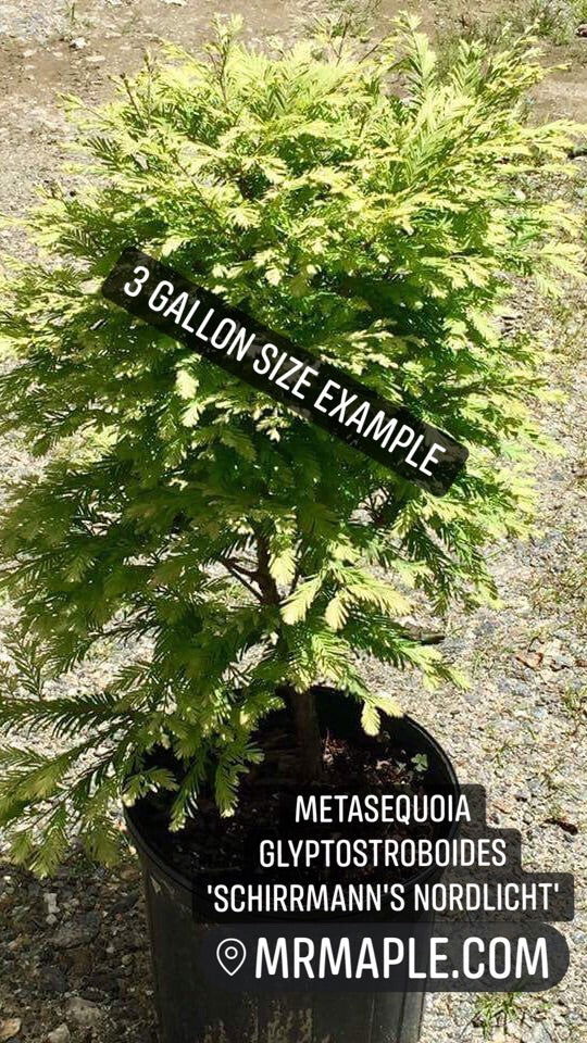 - Metasequoia glyptostroboides 'Schirrmann's Nordlicht' Variegated Dwarf Dawn Redwood - Mr Maple │ Buy Japanese Maple Trees