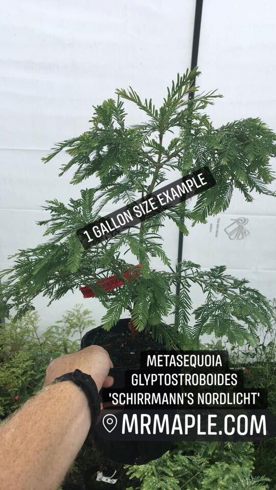 - Metasequoia glyptostroboides 'Schirrmann's Nordlicht' Variegated Dwarf Dawn Redwood - Mr Maple │ Buy Japanese Maple Trees