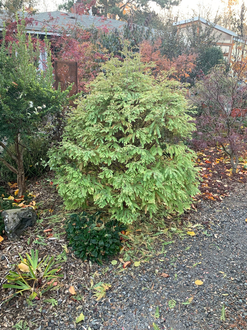 - Metasequoia glyptostroboides 'Schirrmann's Nordlicht' Variegated Dwarf Dawn Redwood - Mr Maple │ Buy Japanese Maple Trees