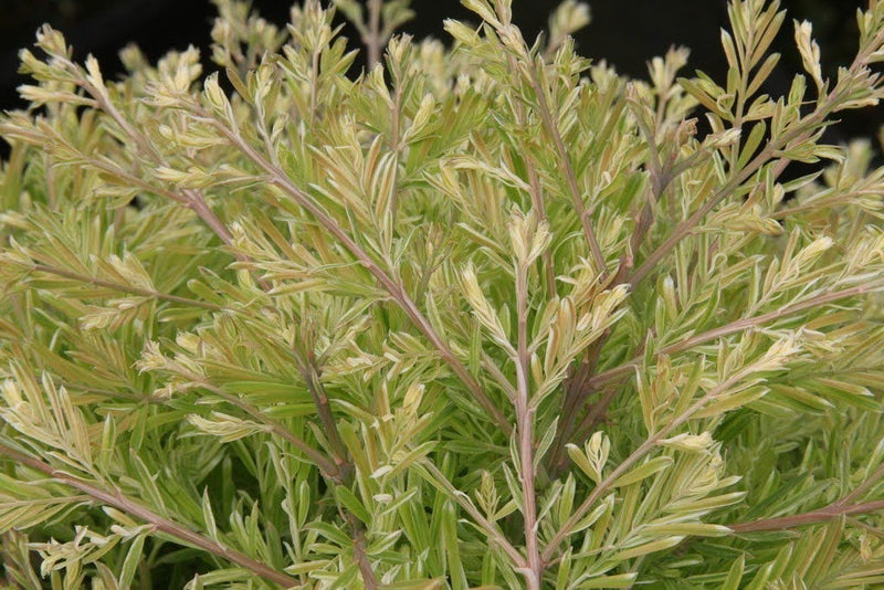 - Metasequoia glyptostroboides 'Schirrmann's Nordlicht' Variegated Dwarf Dawn Redwood - Mr Maple │ Buy Japanese Maple Trees