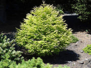 - Metasequoia glyptostroboides 'Schirrmann's Nordlicht' Variegated Dwarf Dawn Redwood - Mr Maple │ Buy Japanese Maple Trees