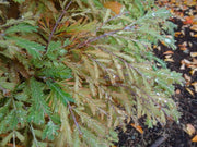 - Metasequoia glyptostroboides 'Schirrmann's Nordlicht' Variegated Dwarf Dawn Redwood - Mr Maple │ Buy Japanese Maple Trees