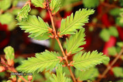 - Metasequoia glyptostroboides 'Schirrmann's Nordlicht' Variegated Dwarf Dawn Redwood - Mr Maple │ Buy Japanese Maple Trees