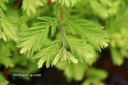 - Metasequoia glyptostroboides 'Schirrmann's Nordlicht' Variegated Dwarf Dawn Redwood - Mr Maple │ Buy Japanese Maple Trees