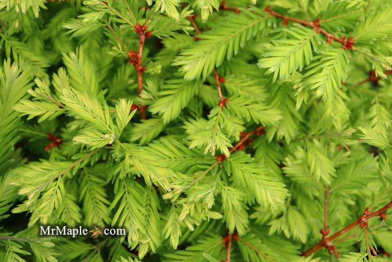 - Metasequoia glyptostroboides 'Schirrmann's Nordlicht' Variegated Dwarf Dawn Redwood - Mr Maple │ Buy Japanese Maple Trees