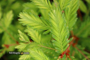 - Metasequoia glyptostroboides 'Schirrmann's Nordlicht' Variegated Dwarf Dawn Redwood - Mr Maple │ Buy Japanese Maple Trees