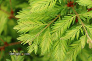 - Metasequoia glyptostroboides 'Schirrmann's Nordlicht' Variegated Dwarf Dawn Redwood - Mr Maple │ Buy Japanese Maple Trees