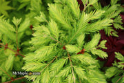 - Metasequoia glyptostroboides 'Schirrmann's Nordlicht' Variegated Dwarf Dawn Redwood - Mr Maple │ Buy Japanese Maple Trees