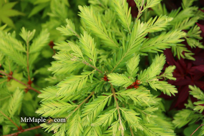 - Metasequoia glyptostroboides 'Schirrmann's Nordlicht' Variegated Dwarf Dawn Redwood - Mr Maple │ Buy Japanese Maple Trees