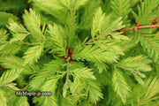 - Metasequoia glyptostroboides 'Schirrmann's Nordlicht' Variegated Dwarf Dawn Redwood - Mr Maple │ Buy Japanese Maple Trees