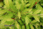 - Metasequoia glyptostroboides 'Schirrmann's Nordlicht' Variegated Dwarf Dawn Redwood - Mr Maple │ Buy Japanese Maple Trees