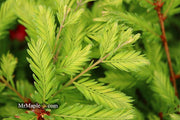- Metasequoia glyptostroboides 'Schirrmann's Nordlicht' Variegated Dwarf Dawn Redwood - Mr Maple │ Buy Japanese Maple Trees