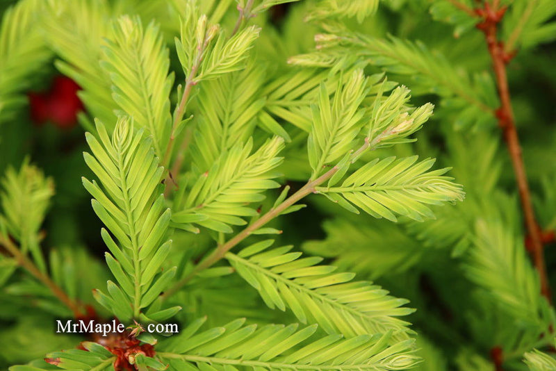 - Metasequoia glyptostroboides 'Schirrmann's Nordlicht' Variegated Dwarf Dawn Redwood - Mr Maple │ Buy Japanese Maple Trees