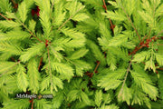 - Metasequoia glyptostroboides 'Schirrmann's Nordlicht' Variegated Dwarf Dawn Redwood - Mr Maple │ Buy Japanese Maple Trees