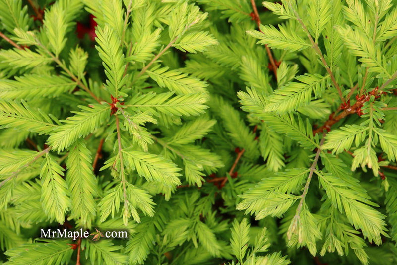 - Metasequoia glyptostroboides 'Schirrmann's Nordlicht' Variegated Dwarf Dawn Redwood - Mr Maple │ Buy Japanese Maple Trees