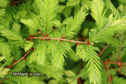 - Metasequoia glyptostroboides 'Schirrmann's Nordlicht' Variegated Dwarf Dawn Redwood - Mr Maple │ Buy Japanese Maple Trees
