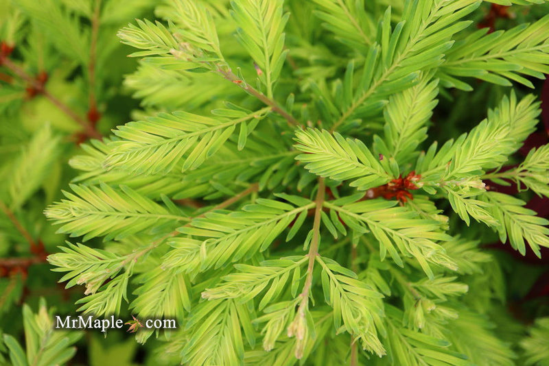 - Metasequoia glyptostroboides 'Schirrmann's Nordlicht' Variegated Dwarf Dawn Redwood - Mr Maple │ Buy Japanese Maple Trees