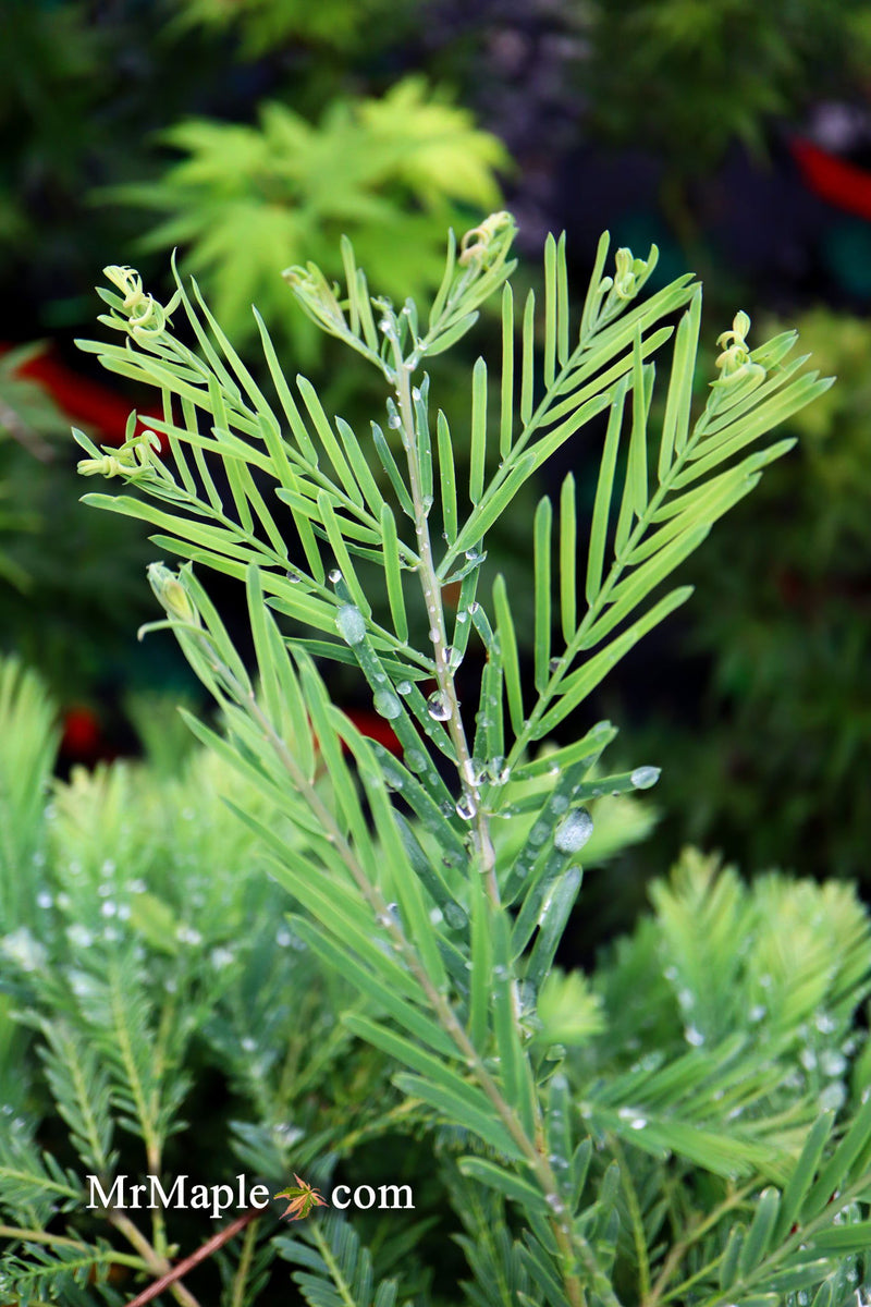 - Metasequoia glyptostroboides 'Schirrmann's Nordlicht' Variegated Dwarf Dawn Redwood - Mr Maple │ Buy Japanese Maple Trees