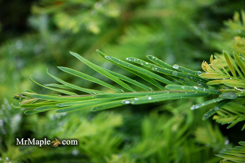 - Metasequoia glyptostroboides 'Schirrmann's Nordlicht' Variegated Dwarf Dawn Redwood - Mr Maple │ Buy Japanese Maple Trees