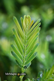 - Metasequoia glyptostroboides 'Schirrmann's Nordlicht' Variegated Dwarf Dawn Redwood - Mr Maple │ Buy Japanese Maple Trees