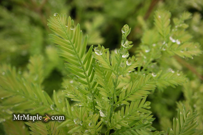 - Metasequoia glyptostroboides 'Schirrmann's Nordlicht' Variegated Dwarf Dawn Redwood - Mr Maple │ Buy Japanese Maple Trees