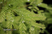 - Metasequoia glyptostroboides 'Schirrmann's Nordlicht' Variegated Dwarf Dawn Redwood - Mr Maple │ Buy Japanese Maple Trees