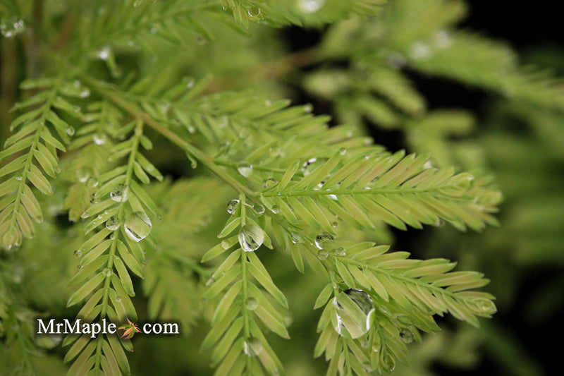 - Metasequoia glyptostroboides 'Schirrmann's Nordlicht' Variegated Dwarf Dawn Redwood - Mr Maple │ Buy Japanese Maple Trees