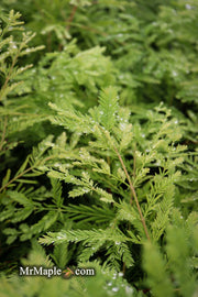 - Metasequoia glyptostroboides 'Schirrmann's Nordlicht' Variegated Dwarf Dawn Redwood - Mr Maple │ Buy Japanese Maple Trees