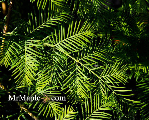 - Metasequoia glyptostroboides 'Sheridan Spire' Dawn Redwood - Mr Maple │ Buy Japanese Maple Trees