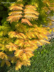 - Metasequoia glyptostroboides 'Soul Fire' Golden Dawn Redwood - Mr Maple │ Buy Japanese Maple Trees