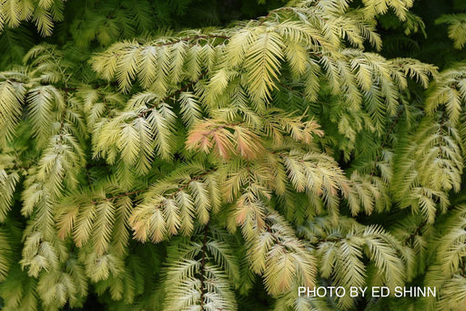 - Metasequoia glyptostroboides 'Soul Fire' Golden Dawn Redwood - Mr Maple │ Buy Japanese Maple Trees