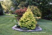 - Metasequoia glyptostroboides 'Soul Fire' Golden Dawn Redwood - Mr Maple │ Buy Japanese Maple Trees