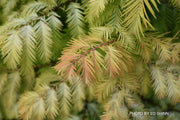 - Metasequoia glyptostroboides 'Soul Fire' Golden Dawn Redwood - Mr Maple │ Buy Japanese Maple Trees